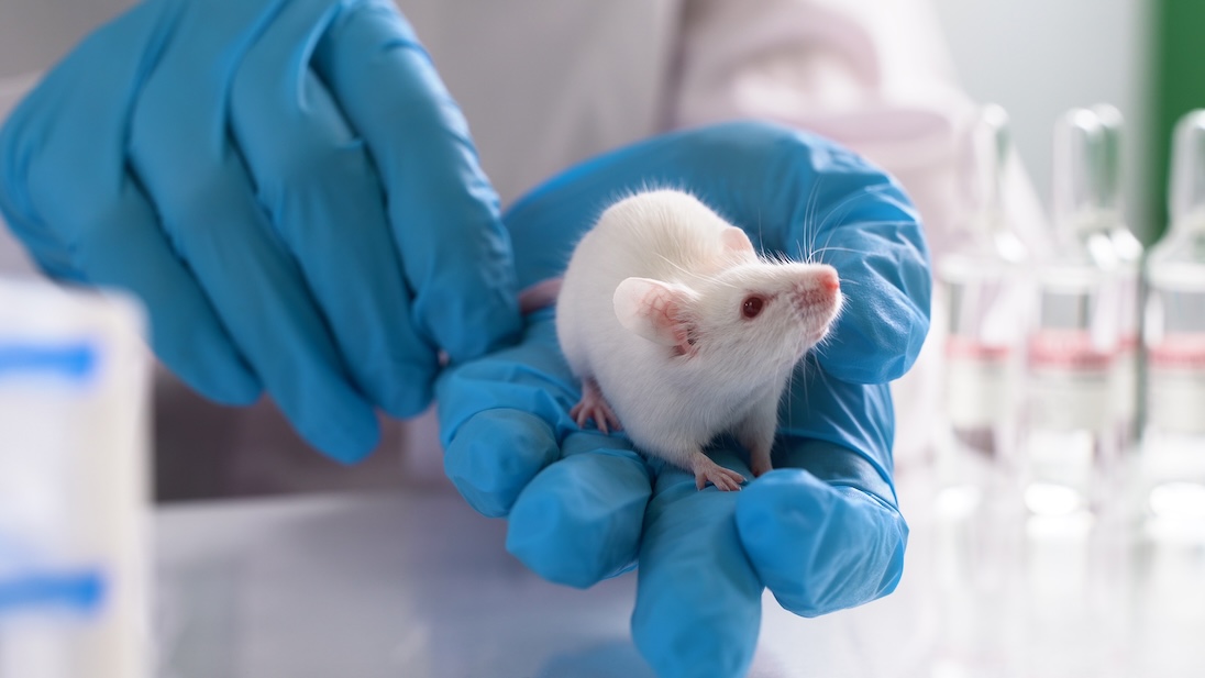 Laborant met blauwe ruberen handschoenen houdt een wit muisje vast