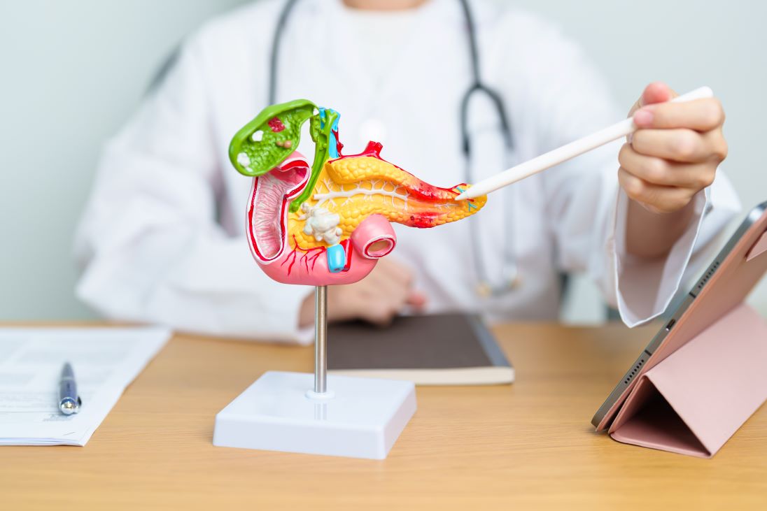 Dokter met anatomisch model van alvleesklier